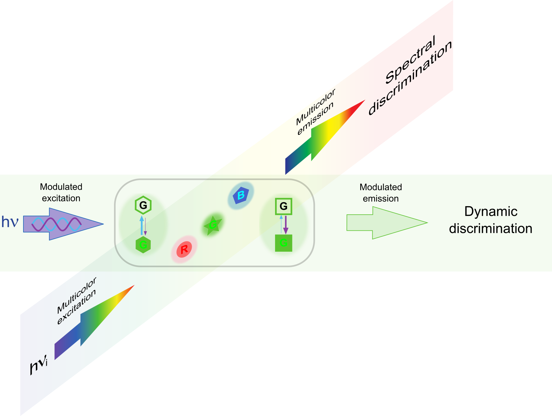 Dynamic Contrast of Reversibly Photoswitchable Fluorescent Labels ...