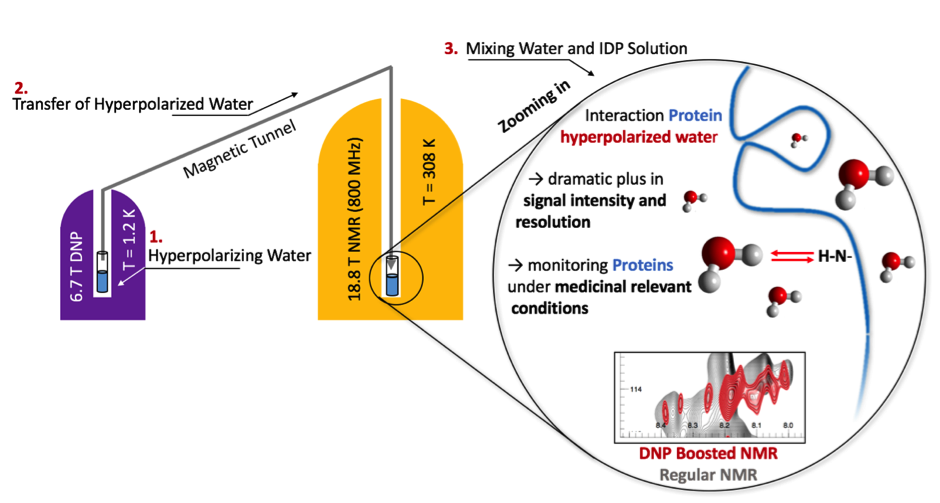 Investigation of Intrinsically Disordered Proteins through Exchange