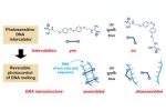 Photodependent Melting of Unmodified DNA Using a Photosensitive Intercalator: A New and Generic Tool for Photoreversible Assembly of DNA Nanostructures at Constant Temperature