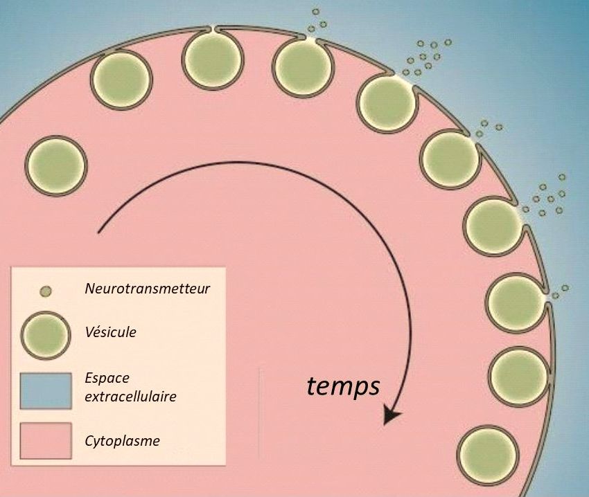 Intracellular Electrochemical Nanomeasurements Reveal that Exocytosis