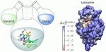 Protein Preferential Solvation in Water:Glycerol Mixtures